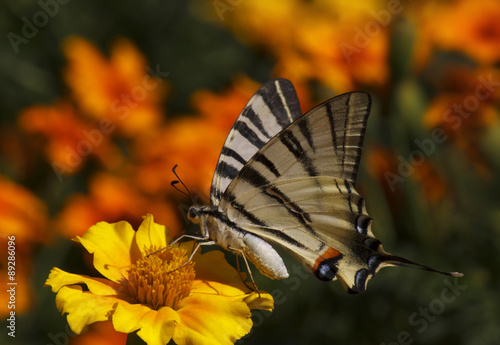 close up of Swallowtail butterfly sitting on marigold flower #89286096