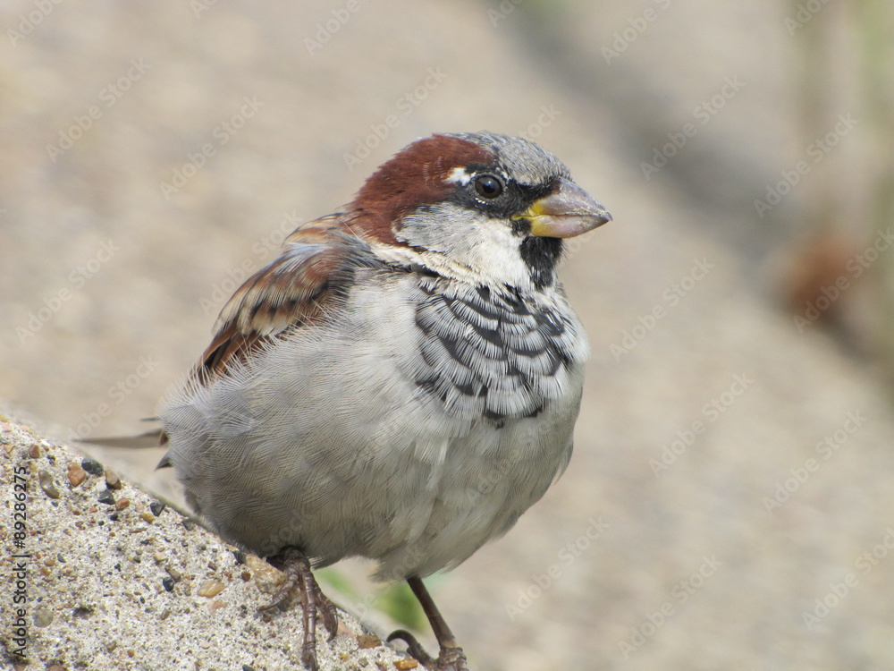 Naklejka premium Воробей