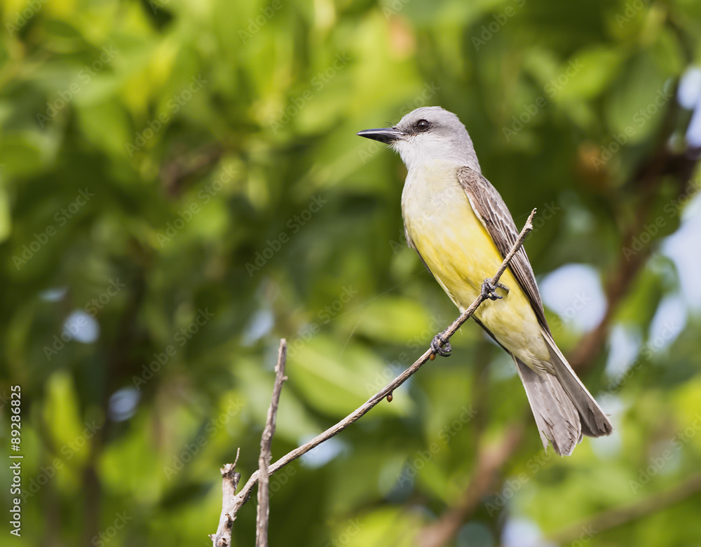 Fototapeta premium Tropical Kingbird on a Branch in the Yucatan, Mexico