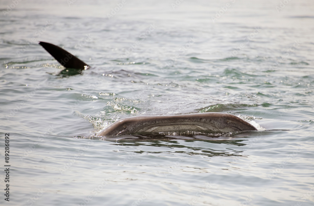 Obraz premium Whale Shark on the Surface in Mexico
