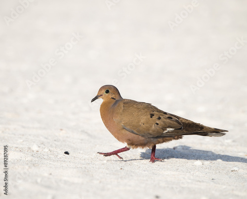 Zenaida Dove Walks on the Beach in the Yucatan, Mexico