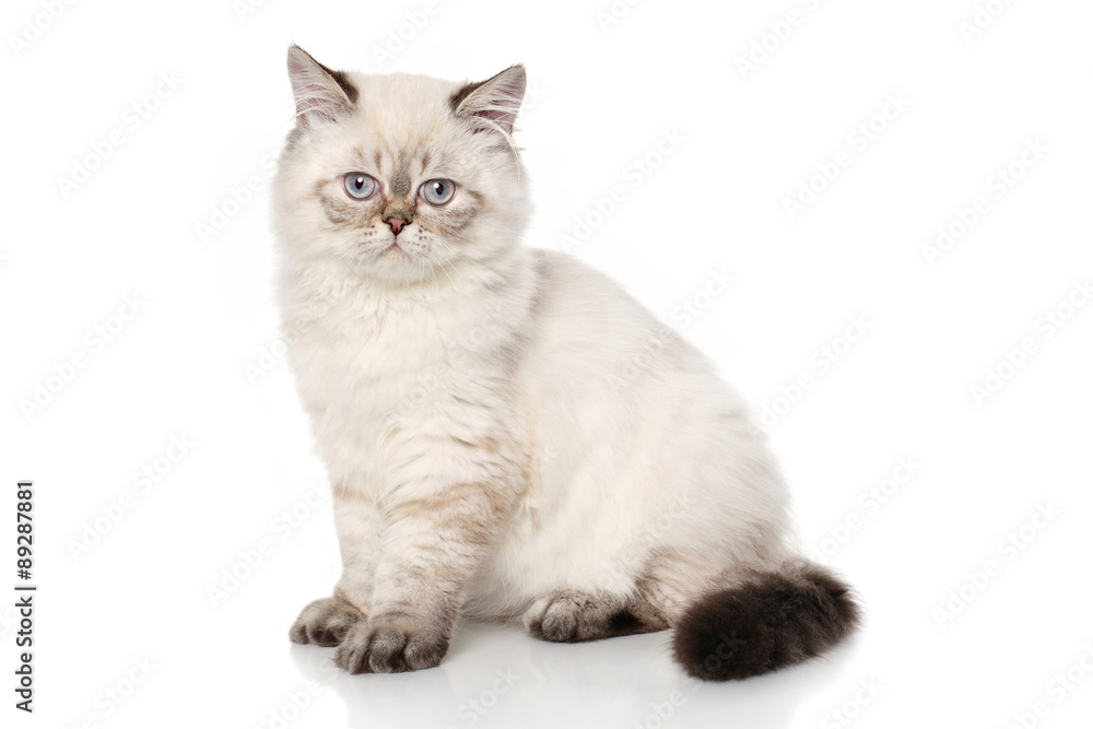 Persian shorthair cat