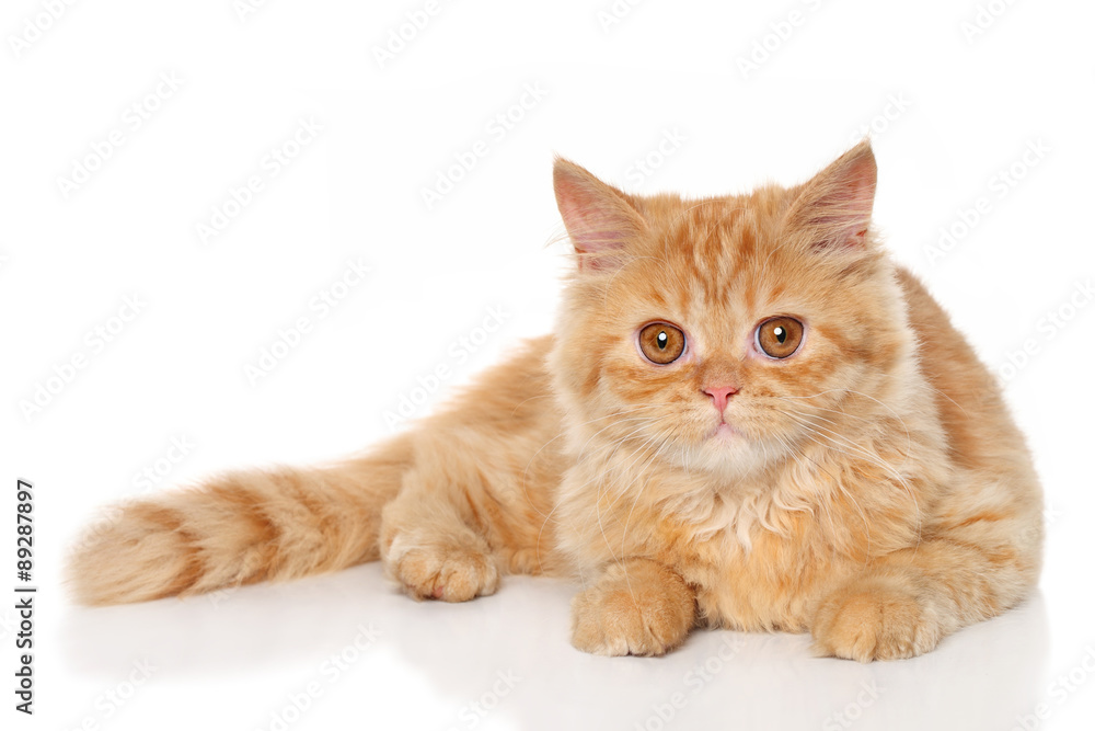 Ginger Persian kitten