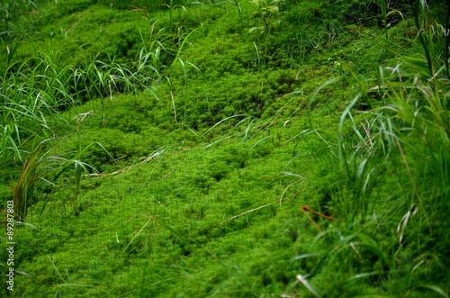 moss green background