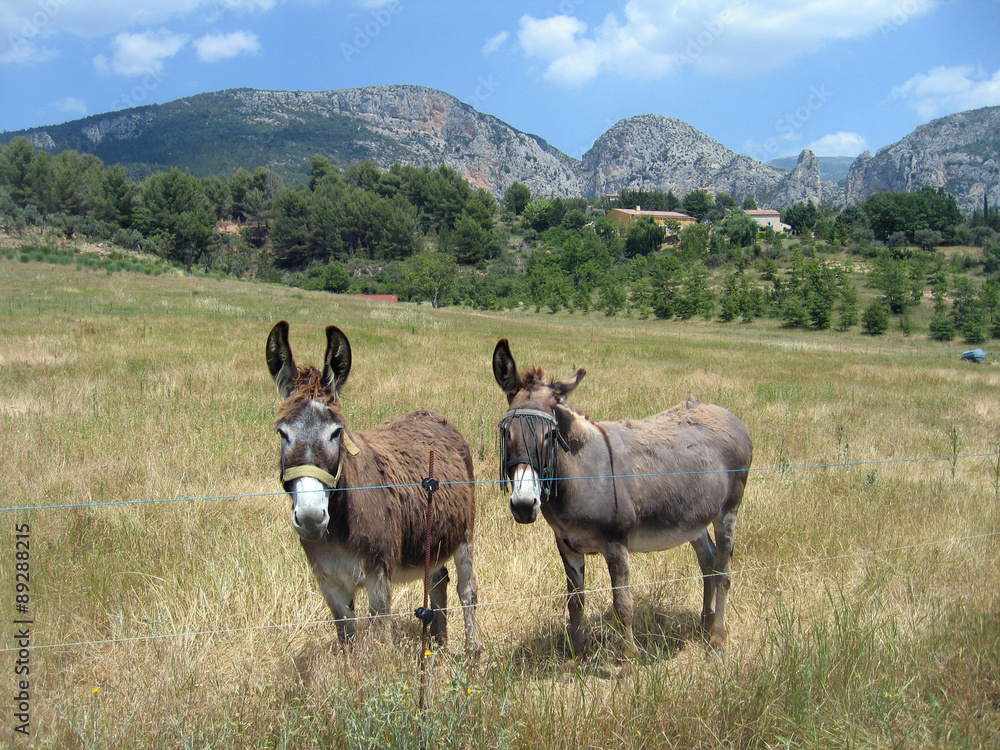 Fototapeta premium Esel in der Provence