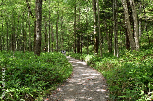 森の遊歩道