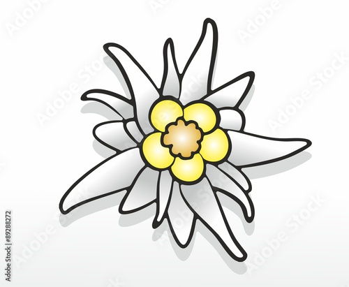 Edelweiss1708b