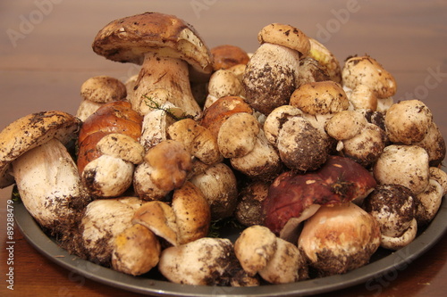 Plate with dozens on fresh Porcini mushrooms just collected in the forest
