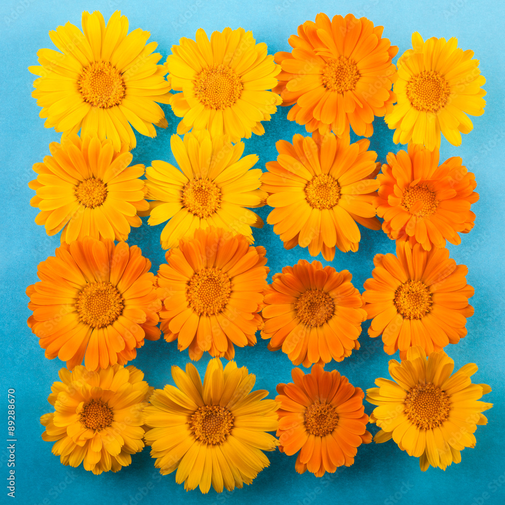 Calendula Calendula