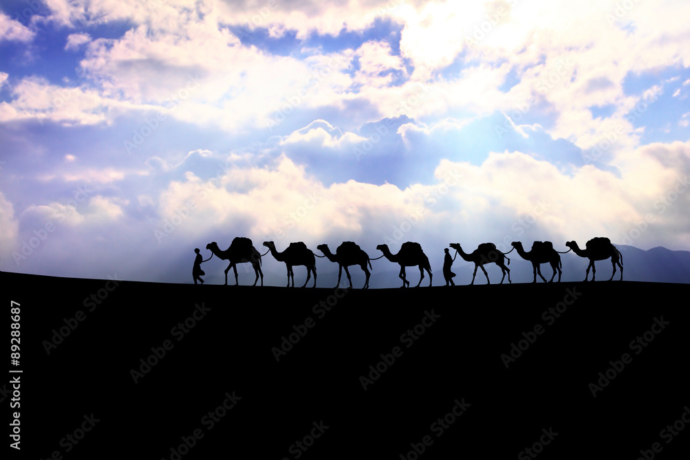 camels in the morning. 
