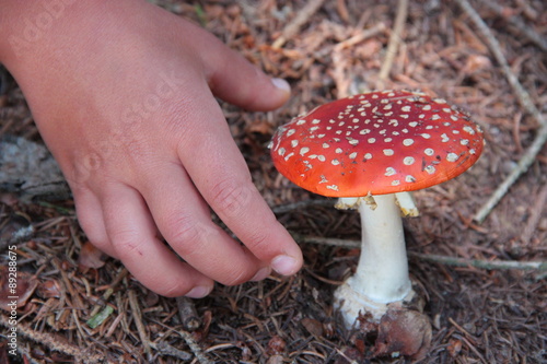 Hand is picking a toxic and not edible Amanita mushroom