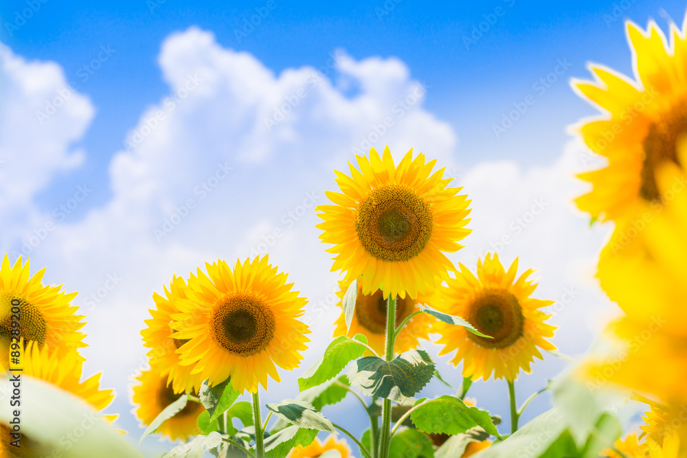 Naklejka premium ひまわりと夏空
