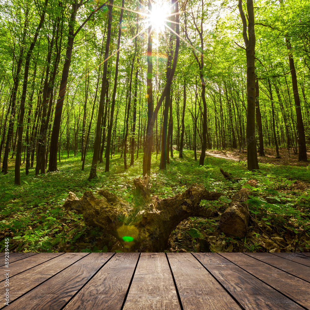 forest trees. forest trees.