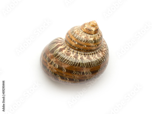 Snail shell isolated on a white background close up.