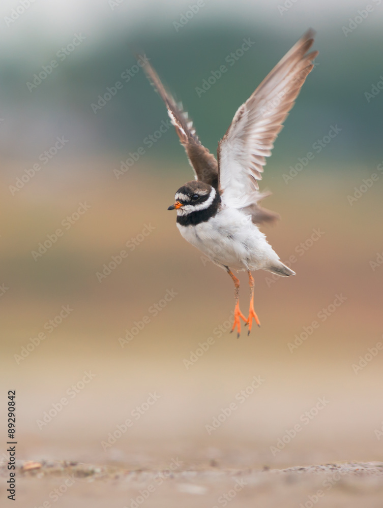 Obraz premium Common ringed plover in flight