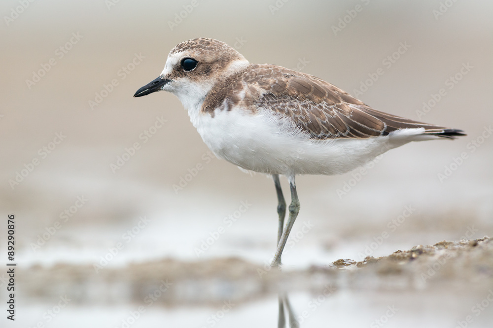 Juvenile kentish plover Juvenile kentish plover