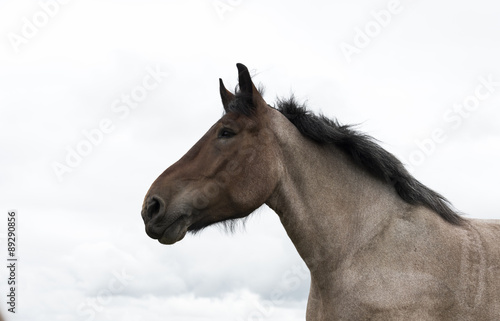 closeup of horse head