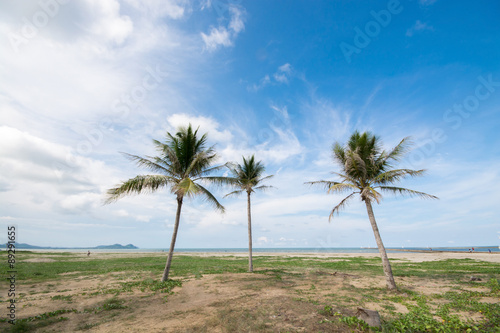 Three coconut palm tree on the beach © pomiti