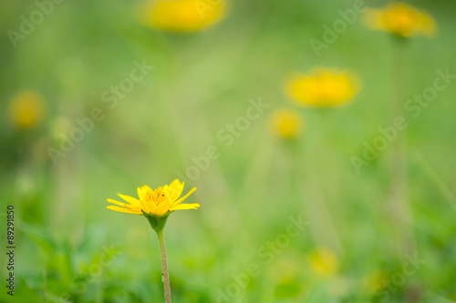 Yellow color flower fields © pomiti