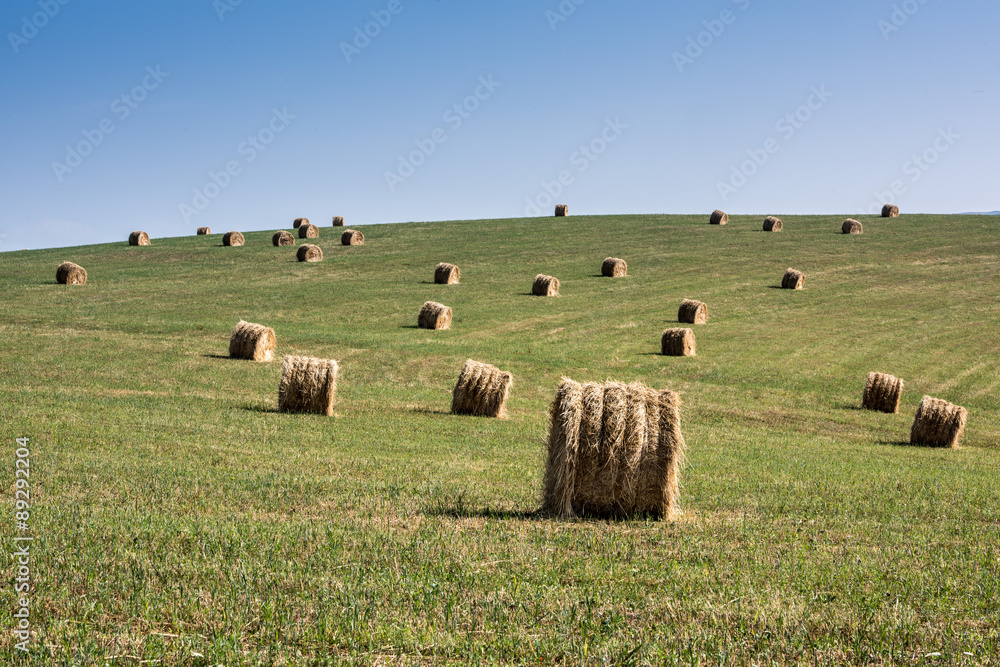 Hay Bales. Hay bales on harvested field.