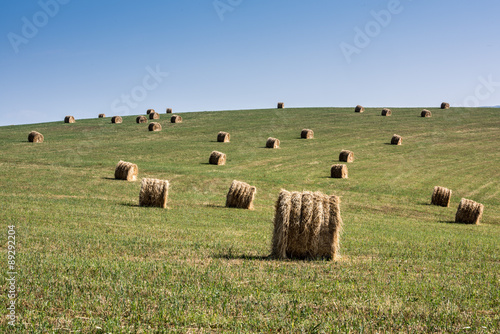 Hay Bales. Hay bales on harvested field.