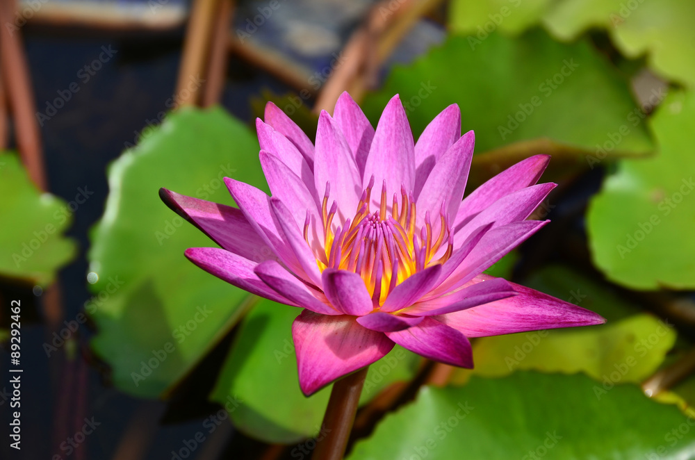 lotus,flowers,pink,color,wall,background,nature,garden,water,beauty lotus,flowers,pink,color,wall,background,nature,garden,water,beauty