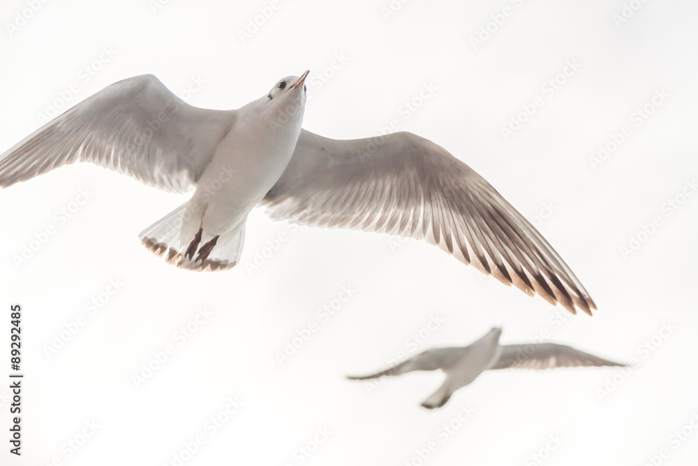 Obraz premium Flying Seagull, Most Famous Among seabirds Isolated on White 