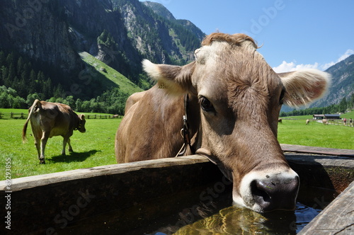 Kuh an Viehtränke in Tirol / Österreich photo