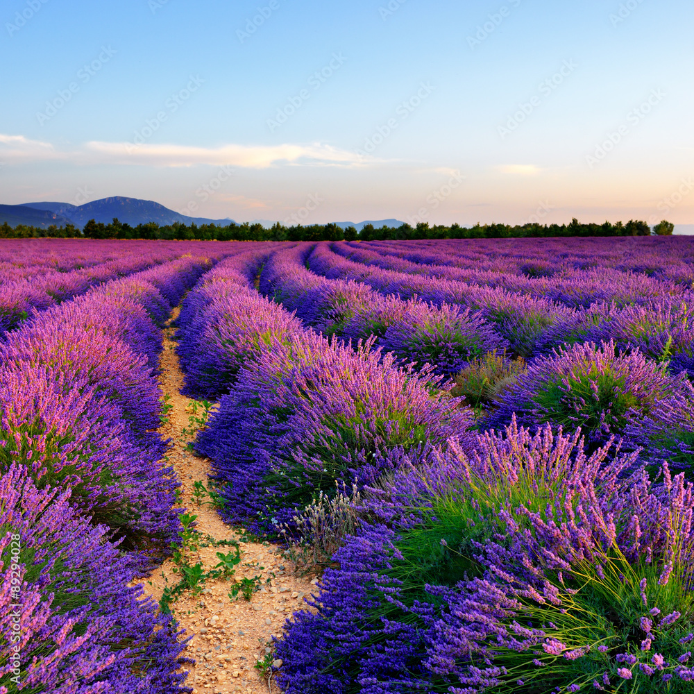 Fototapeta premium Lavender field