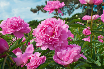 Papier peint photo Pivoines Pivoines roses en composition florale  © prime1001