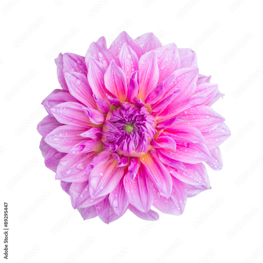 Pink dahlia Isolated on white background