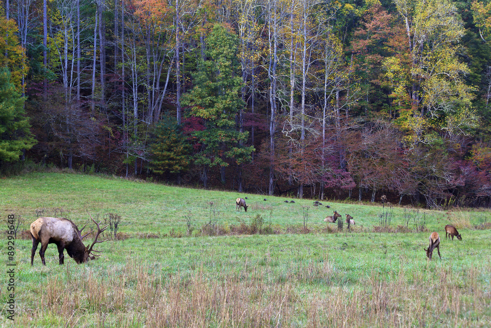 Obraz premium Elk and Turkeys in a Field