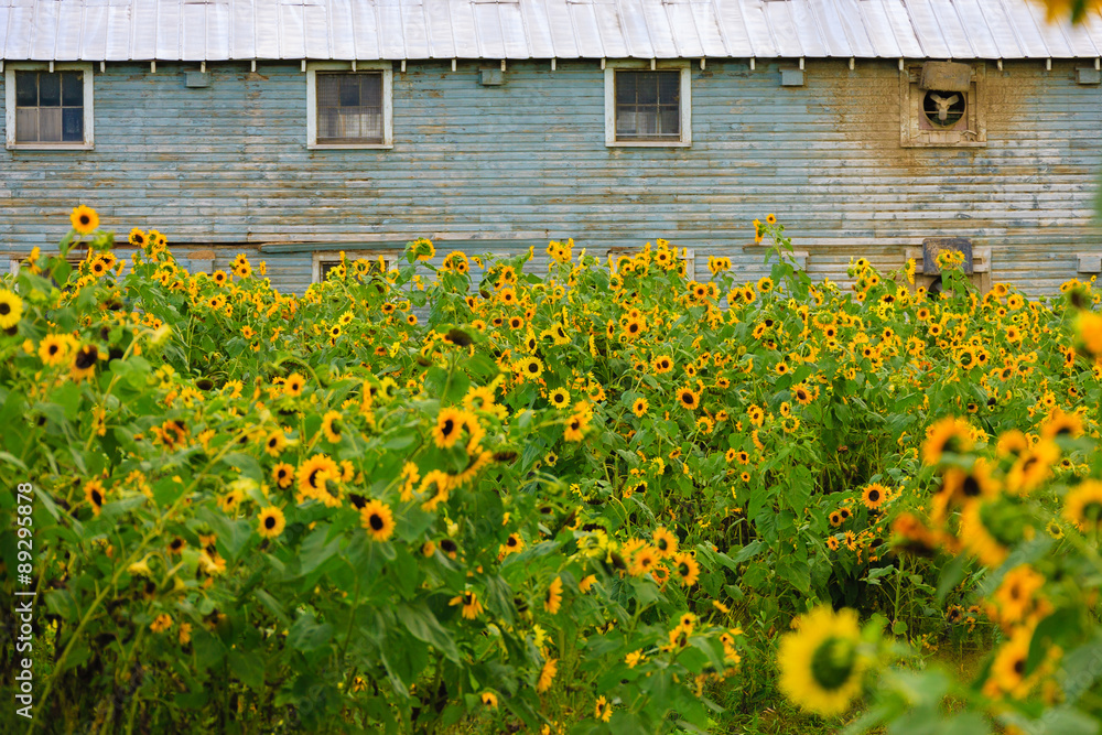 Obraz premium Field of sunflowers.