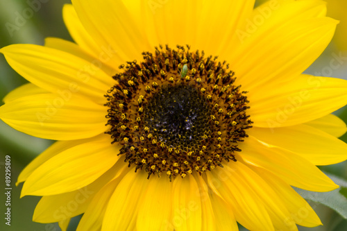 Closeup of sunflowers.