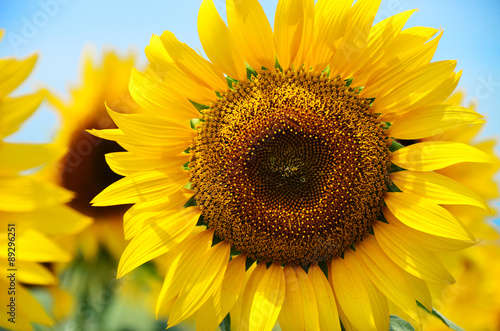 Fototapeta Naklejka Na Ścianę i Meble -  close-up of a beautiful sunflower in a field, Hokuto, Yamanashi, Japan
