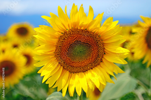 close-up of a beautiful sunflower in a field  Hokuto  Yamanashi  Japan  