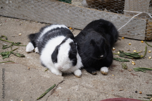 hermanos conejos reposo