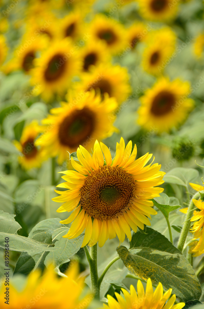 beautiful sunflower in a field, Hokuto, Yamanashi, Japan
