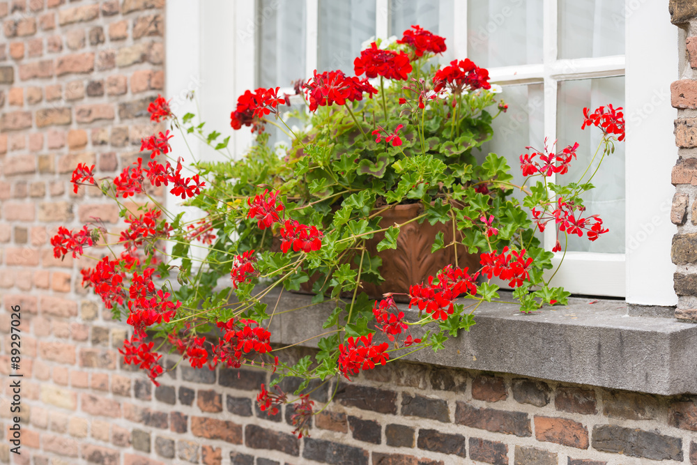 Fototapeta premium Windowsill with red flowering Pelargonium plants in pots