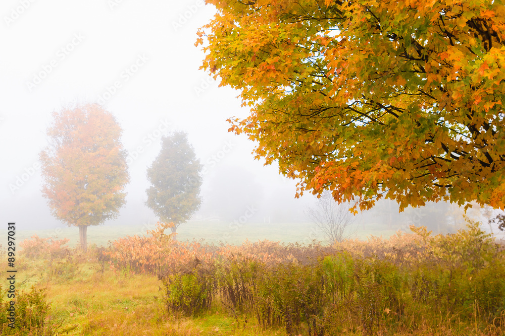 Maple trees during early morning fog on an autumn morning.