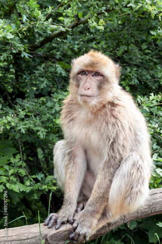 Rhesus monkey © weber11