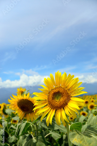 beautiful sunflower in a field  Hokuto  Yamanashi  Japan  