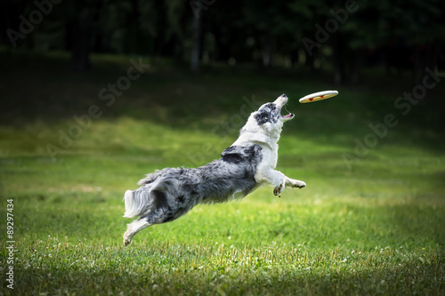Frisbee dog catching fliyng disc
