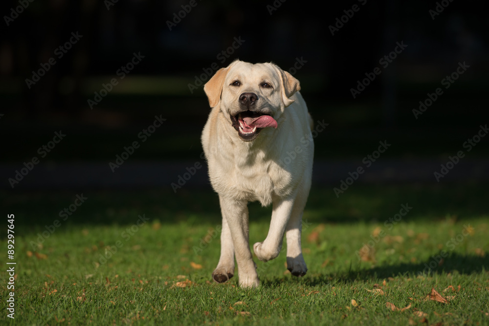 happy labrador dog running outdoors happy labrador dog running outdoors