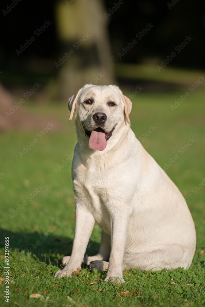 happy yellow labrador dog sitting on grass