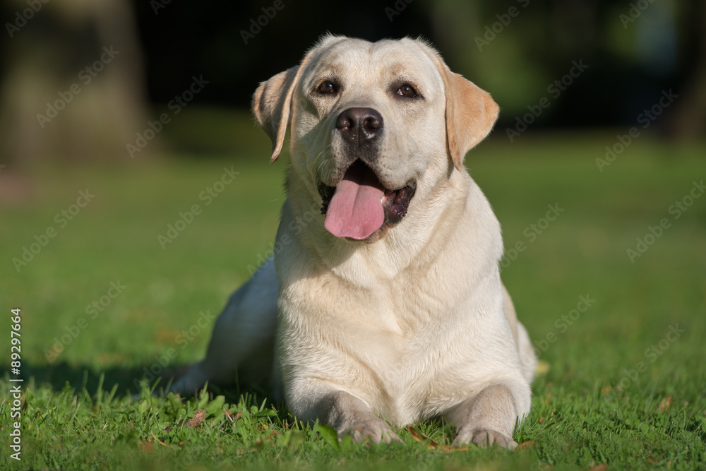 labrador dog resting on grass