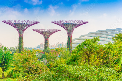 View of The Supertree Grove at Gardens by the Bay © themorningglory