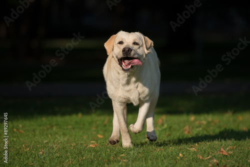 happy labrador dog running outdoors