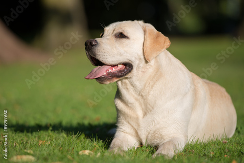 yellow labrador dog lying down on grass