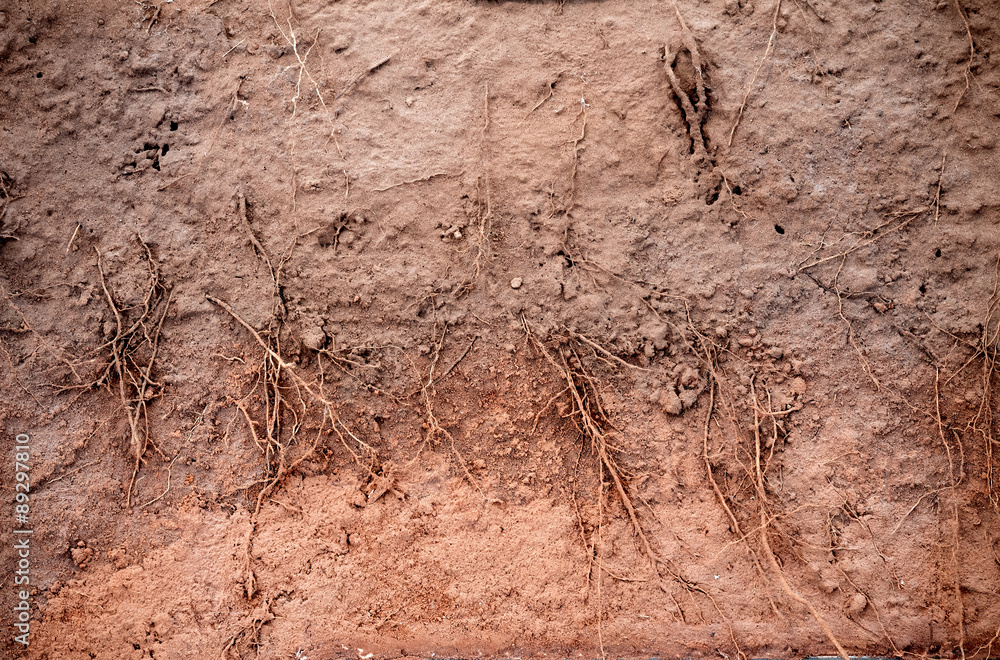 root of plant system in the underground soil root of plant system in the underground soil